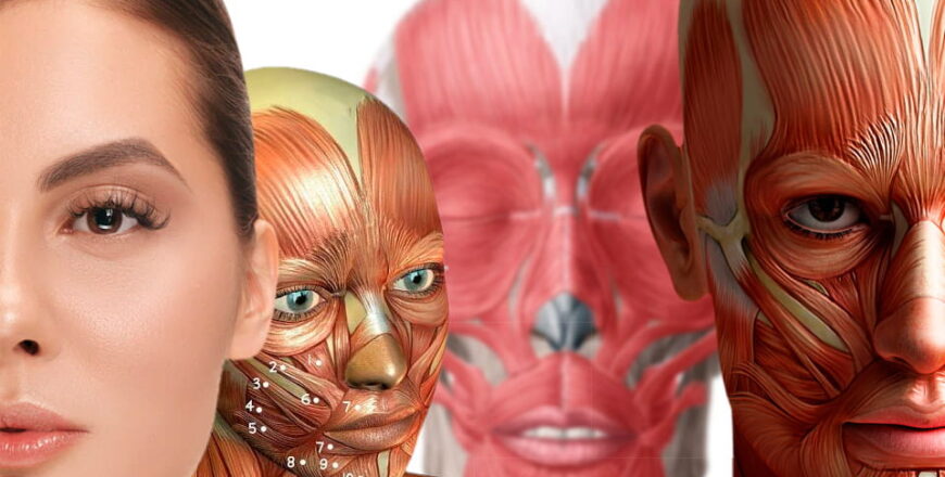 Extra-Anatomia-facial